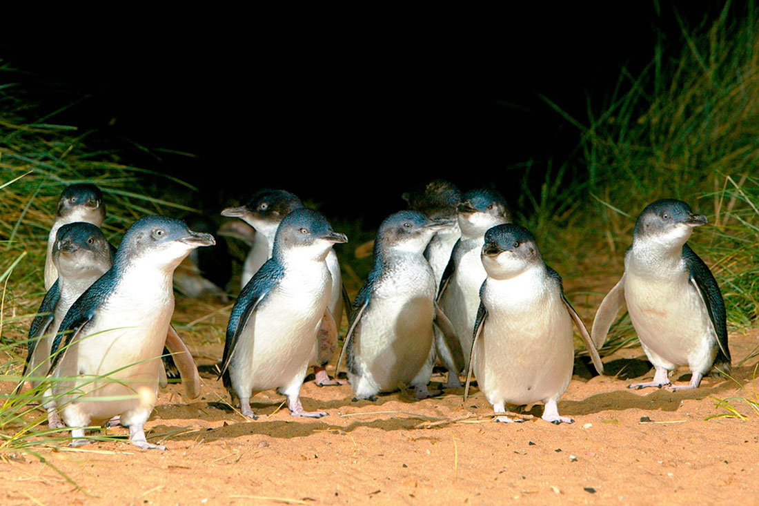 Phillip Island Nature Parks Penguin Parade Go Beyond Melbourne Phillip Island Nature Parks Penguin Parade Go Beyond Melbourne
